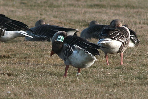 Grauwe Gans